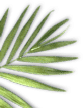 Osmaniye Elysium Baby Spa Masaj Salonu | Bebek ve Bayan Masaj Hizmetleri